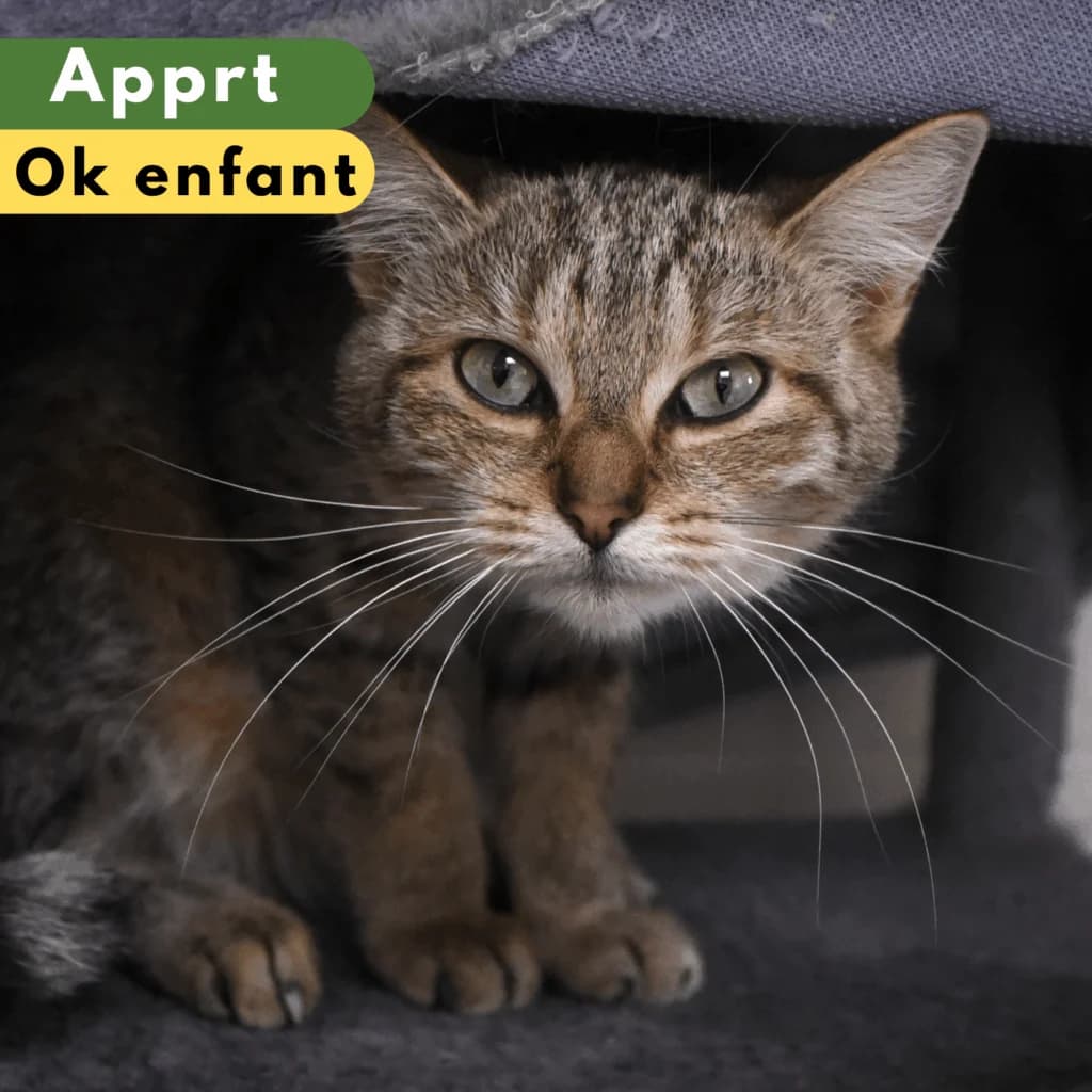 Kriek,  Mixed Breed for adoption at SPA de Loire Atlantique, Nantes