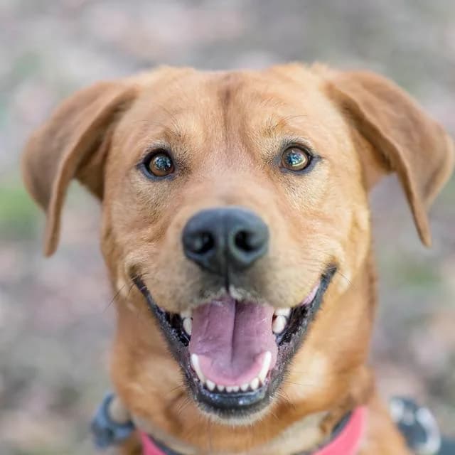 Siko,  Labrador Retriever for adoption at SPA de Loire Atlantique, Nantes