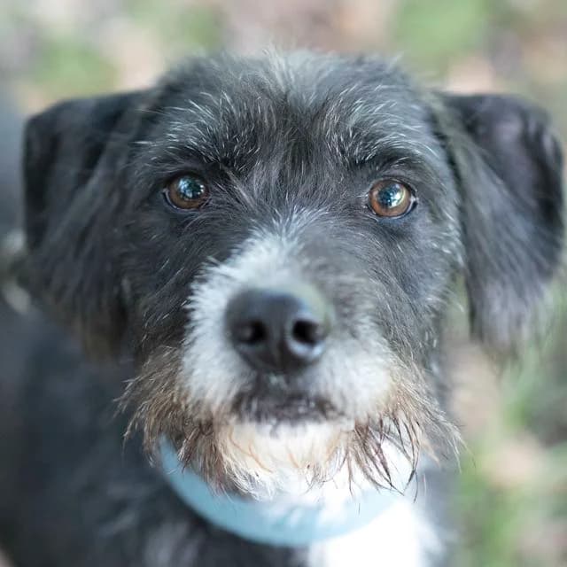 EarlGrey, mixed breed for adoption at SPA de Loire Atlantique, Nantes