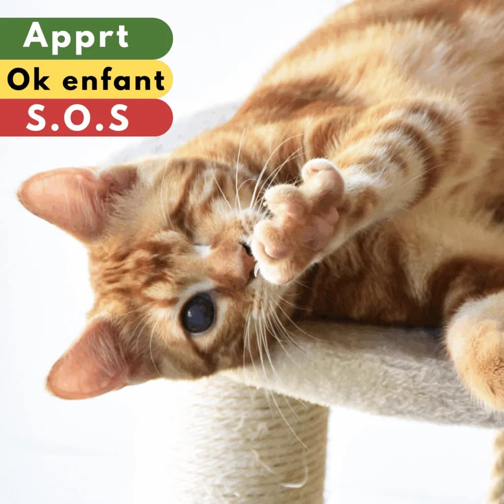 Montagné, Mixed Breed for adoption at SPA de Loire Atlantique, Nantes