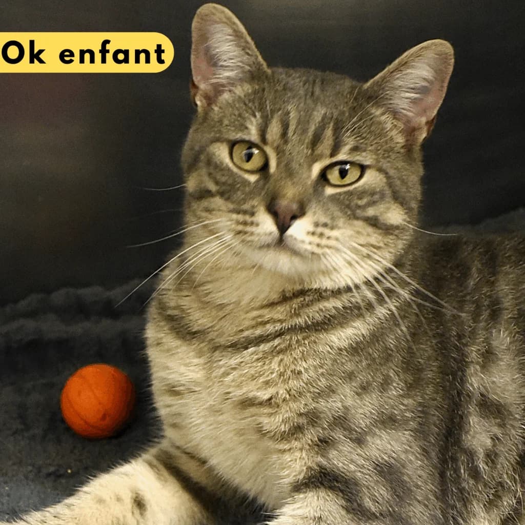 Escarpin, male young Mixed Breed for adoption at SPA de Loire Atlantique, Nantes