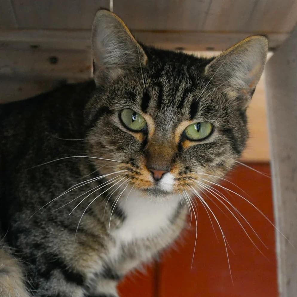 Pilepoil, Mixed Breed for adoption at SPA de Loire Atlantique, Nantes
