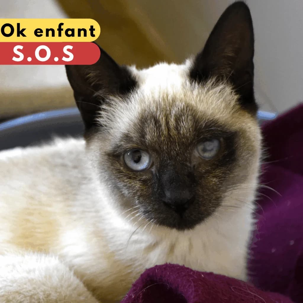 Am,  Mixed Breed for adoption at SPA de Loire Atlantique, Nantes
