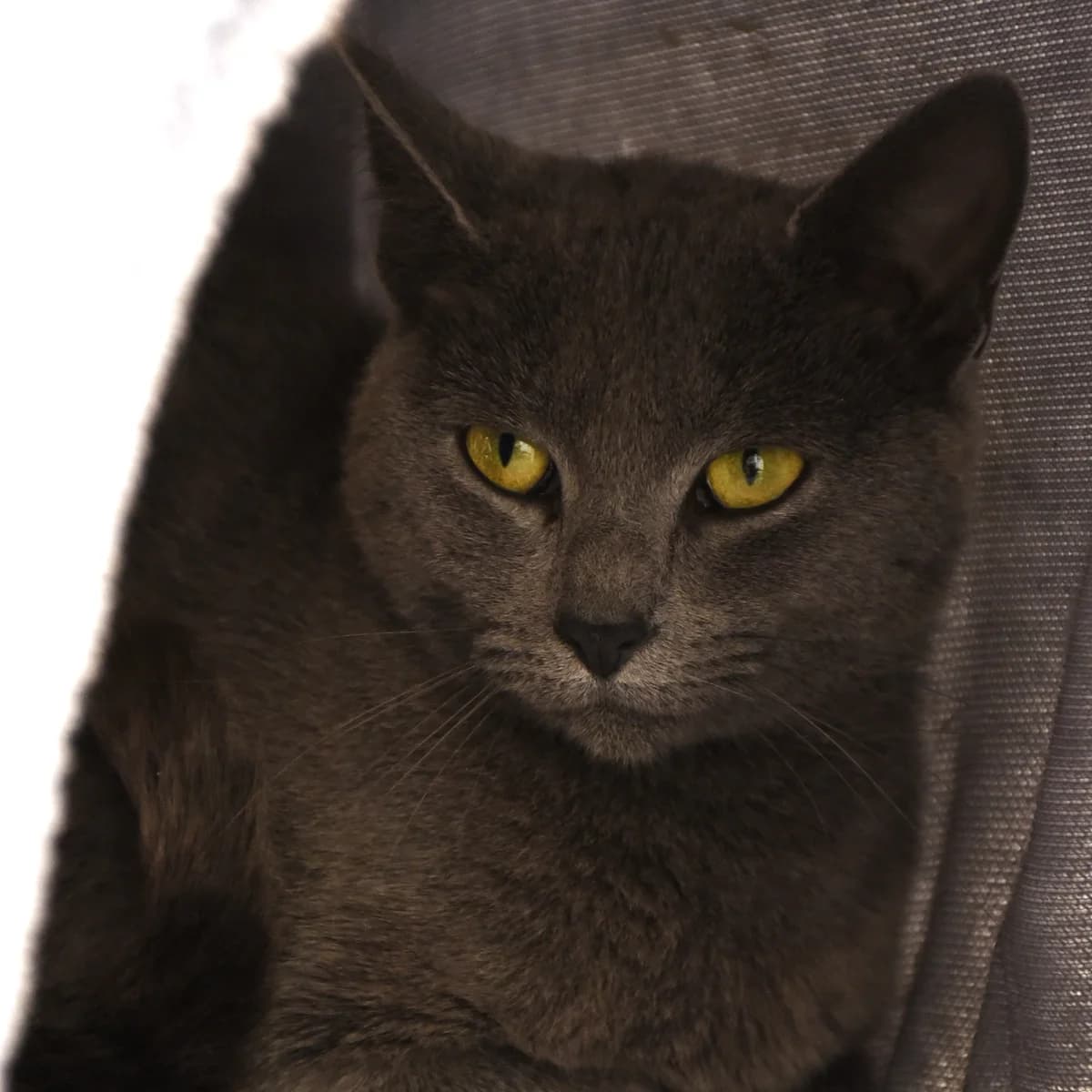 Chouette,  Mixed Breed for adoption at SPA de Loire Atlantique, Nantes