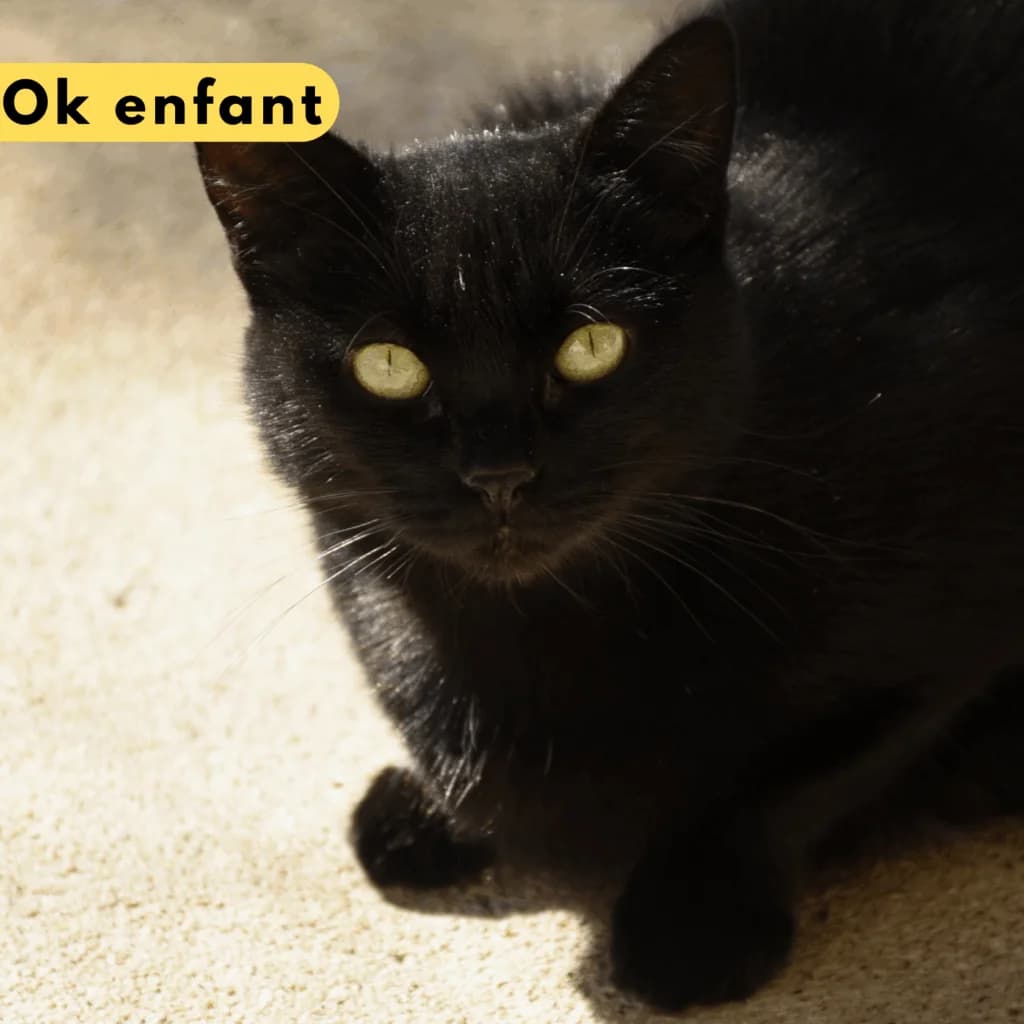 Maïté, Mixed Breed for adoption at SPA de Loire Atlantique, Nantes