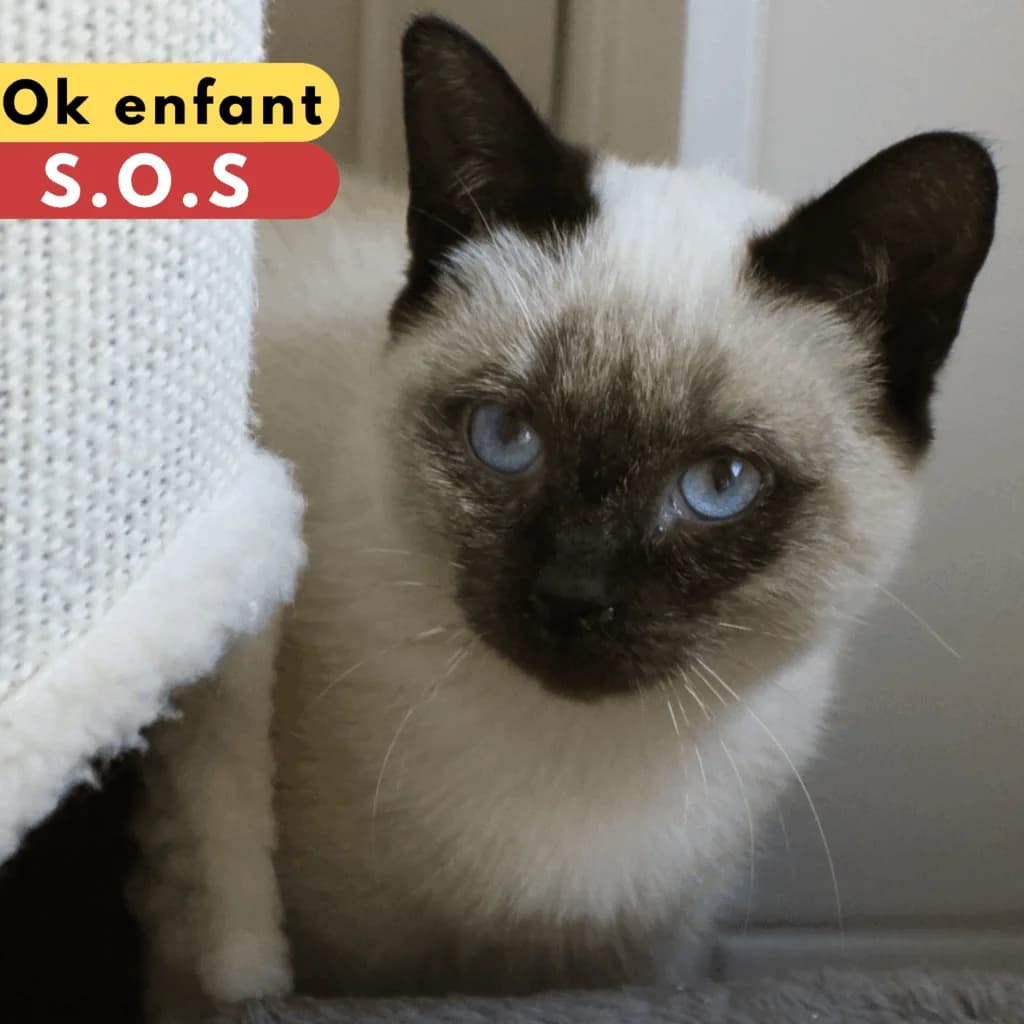 Si,  Mixed Breed for adoption at SPA de Loire Atlantique, Nantes