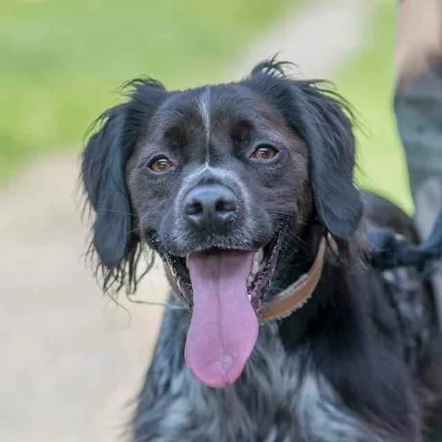 Craft,  Mixed Breed for adoption at SPA de Loire Atlantique, Nantes