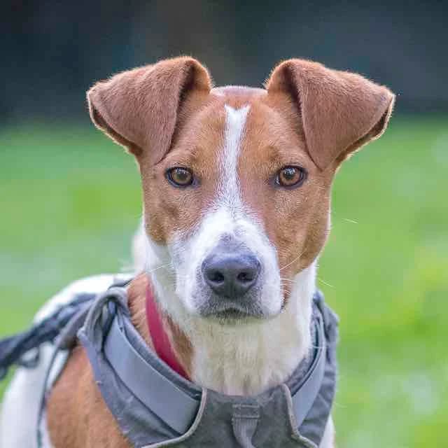 Chambord,  mixed breed for adoption at SPA de Loire Atlantique, Nantes