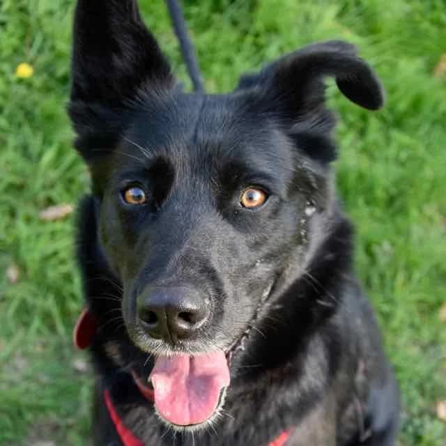 Shadow, male 5yo Border Collie for adoption at SPA de Loire Atlantique, Nantes