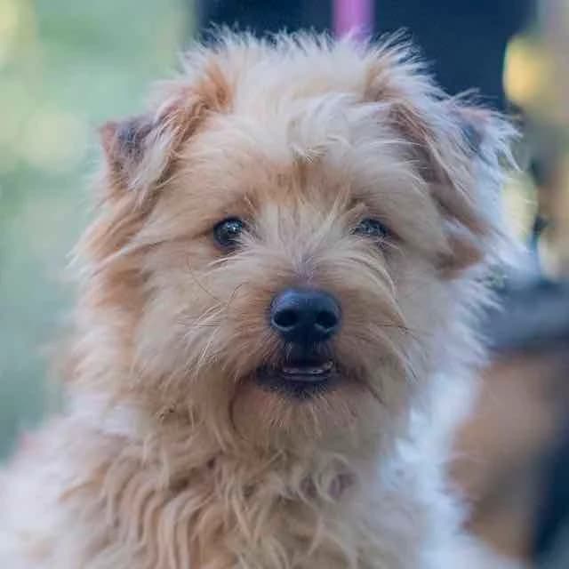 Gino,  mixed breed for adoption at SPA de Loire Atlantique, Nantes