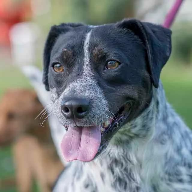 Midas,  4yo Pointer for adoption at SPA de Loire Atlantique, Nantes