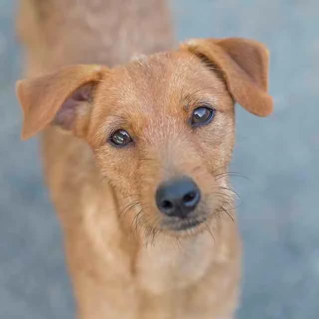 Naolib,  mixed breed for adoption at SPA de Loire Atlantique, Nantes