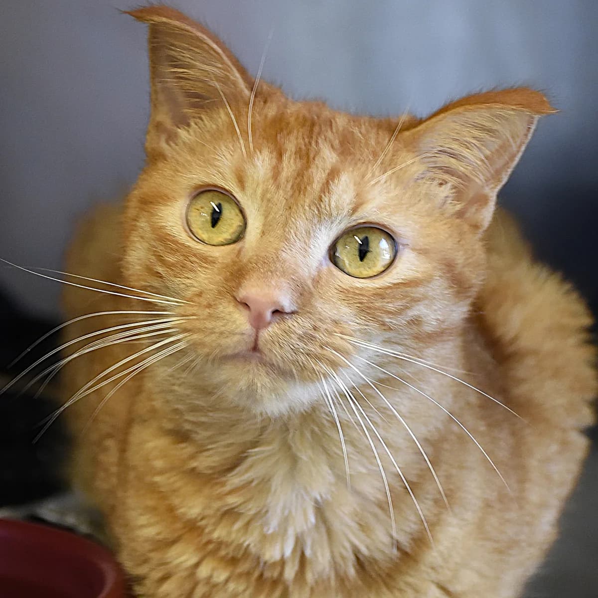 Ecureuil chelou, Mixed Breed for adoption at SPA de Loire Atlantique, Nantes
