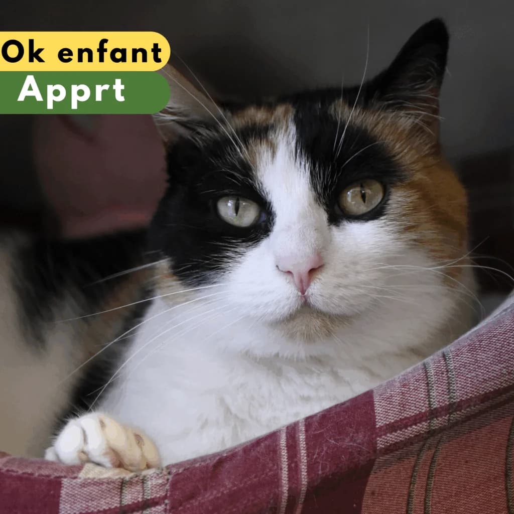 Aikou, Mixed Breed for adoption at SPA de Loire Atlantique, Nantes