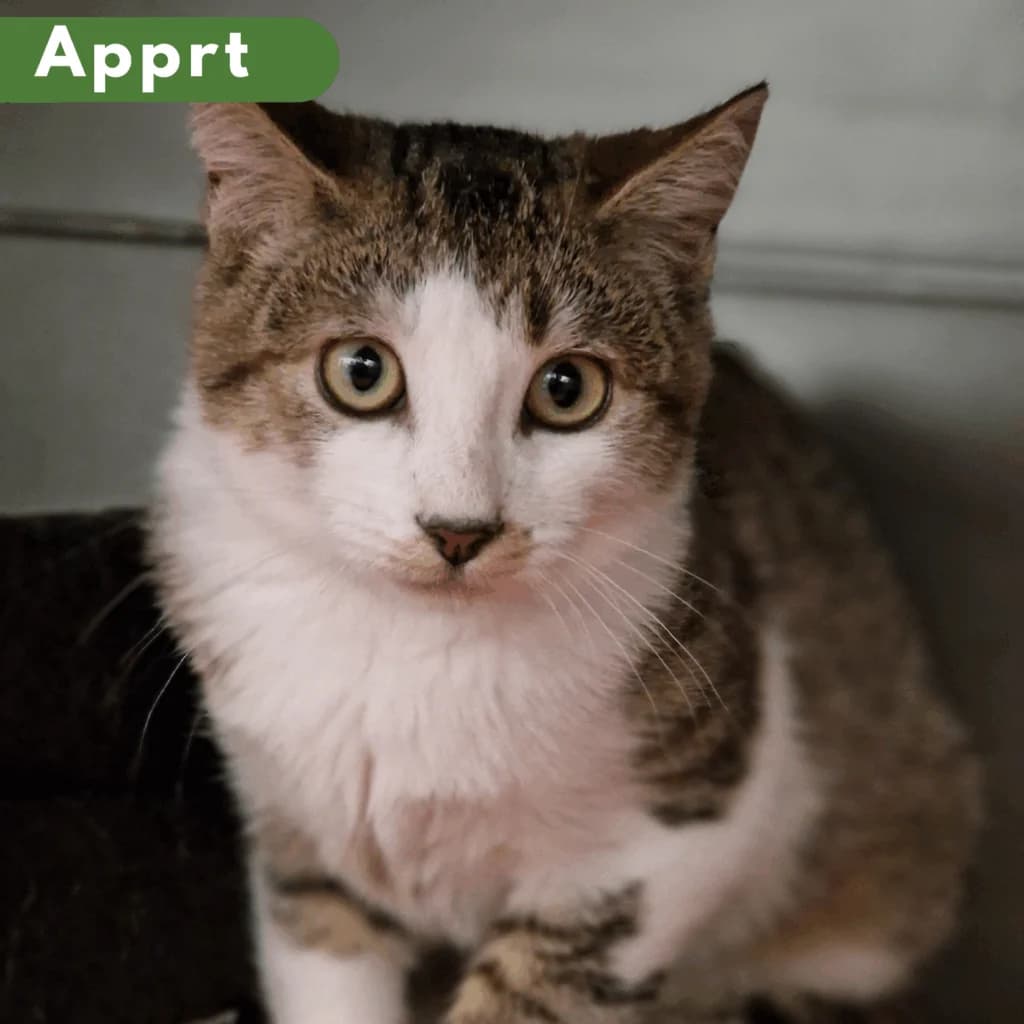Proc,  Mixed Breed for adoption at SPA de Loire Atlantique, Nantes