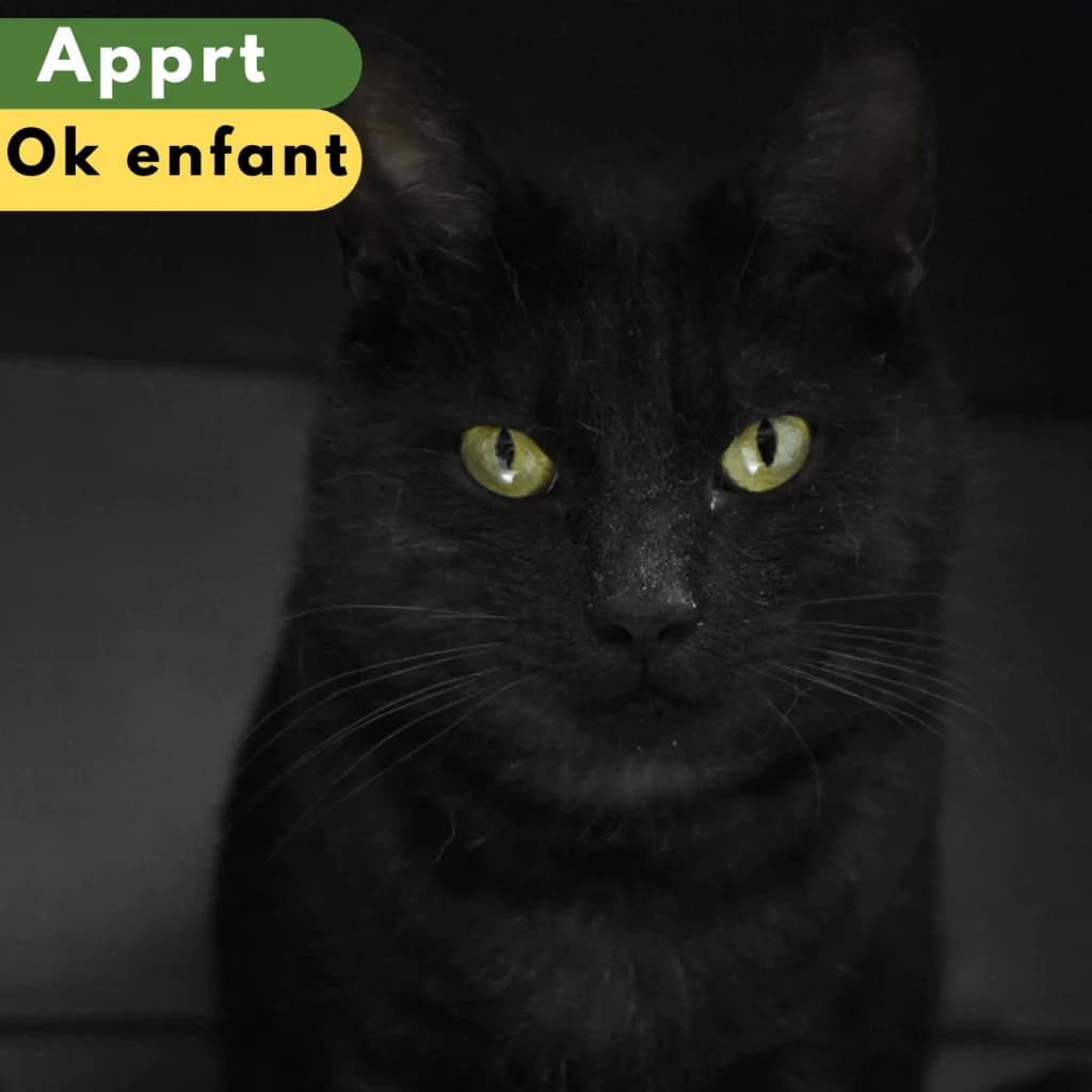 Serflex, Mixed Breed for adoption at SPA de Loire Atlantique, Nantes