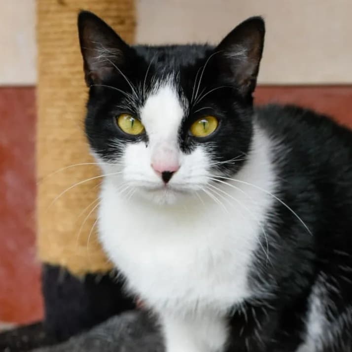 Shadow, Mixed Breed for adoption at SPA de Loire Atlantique, Nantes