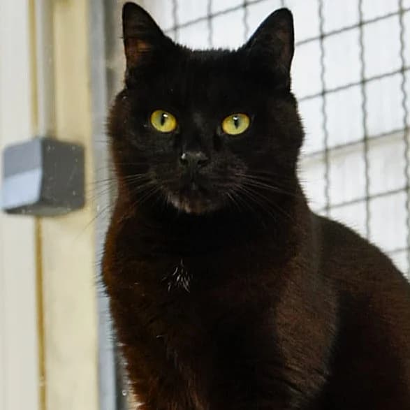 Switch, Mixed Breed for adoption at SPA de Loire Atlantique, Nantes