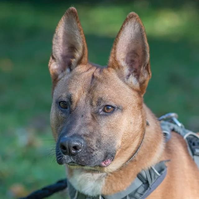 Kodak, Belgian Malinois for adoption at SPA de Loire Atlantique, Nantes