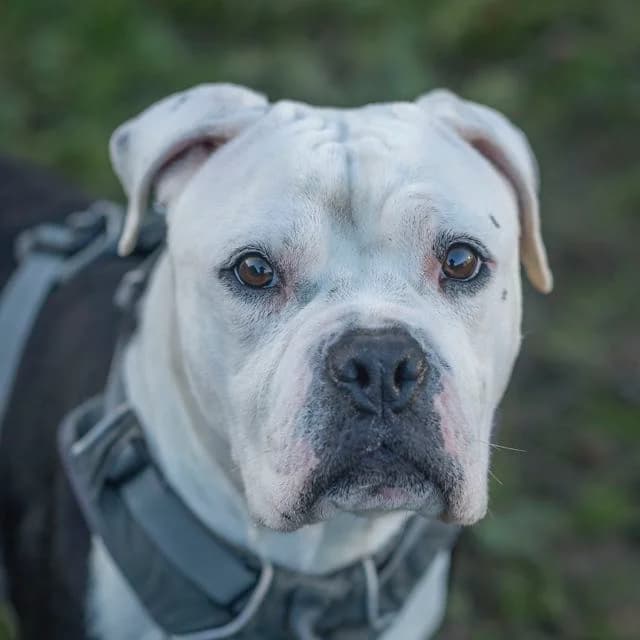 Nala, Mixed Breed for adoption at SPA de Loire Atlantique, Nantes