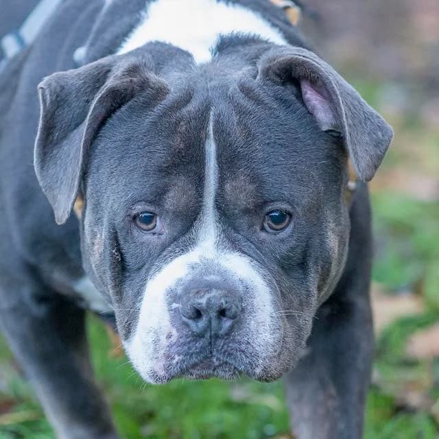 Oslo,  5yo Mixed Breed for adoption at SPA de Loire Atlantique, Nantes