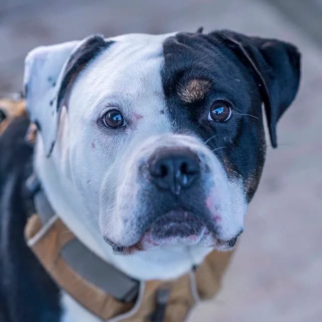 Tourbillon, Mixed Breed for adoption at SPA de Loire Atlantique, Nantes