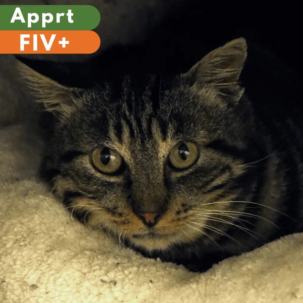 Daddy cool, Mixed Breed for adoption at SPA de Loire Atlantique, Nantes