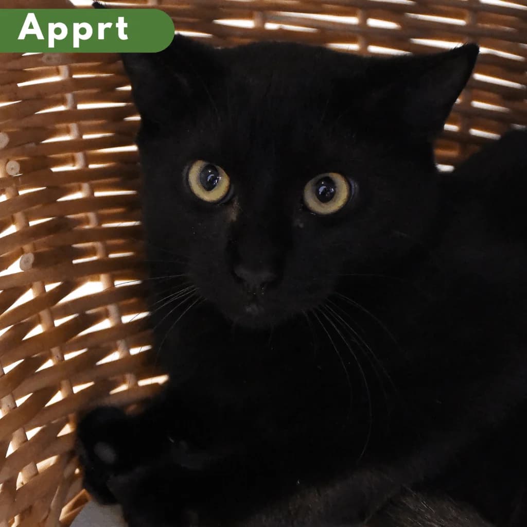 Michel, Mixed Breed for adoption at SPA de Loire Atlantique, Nantes