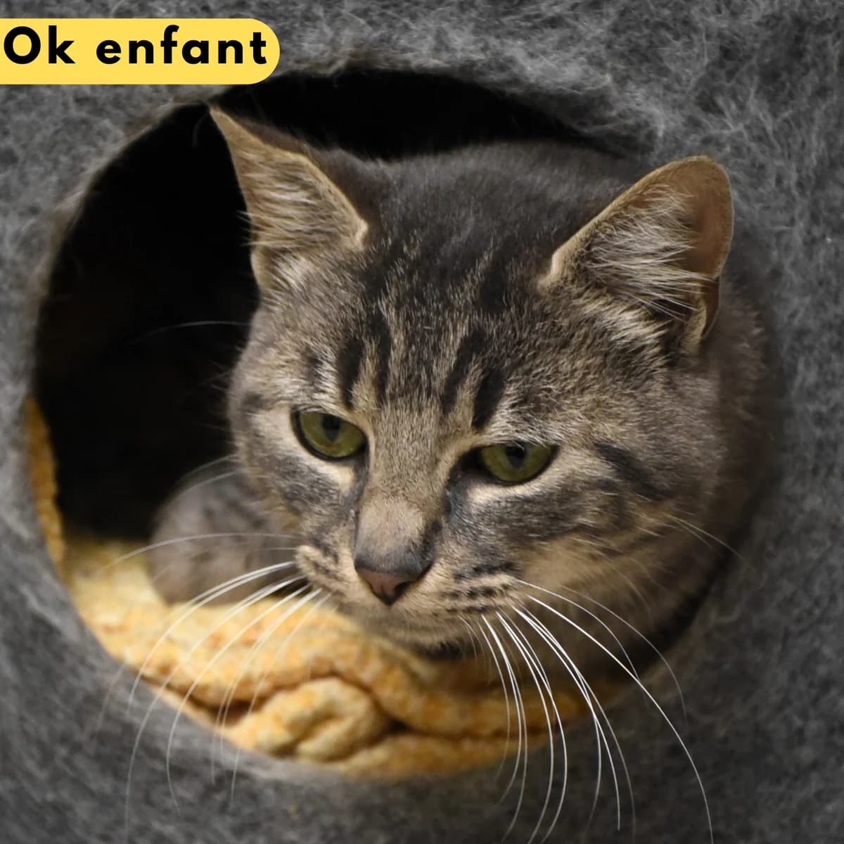 Papandayan, Mixed Breed for adoption at SPA de Loire Atlantique, Nantes