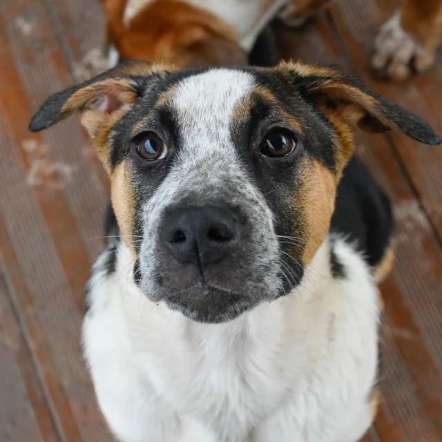 Moorea, mixed breed for adoption at SPA de Loire Atlantique, Nantes