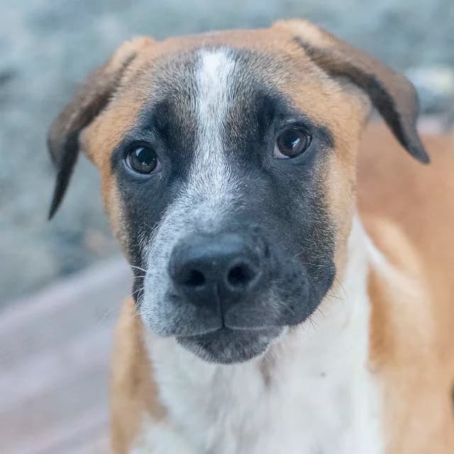 Santorin, mixed breed for adoption at SPA de Loire Atlantique, Nantes