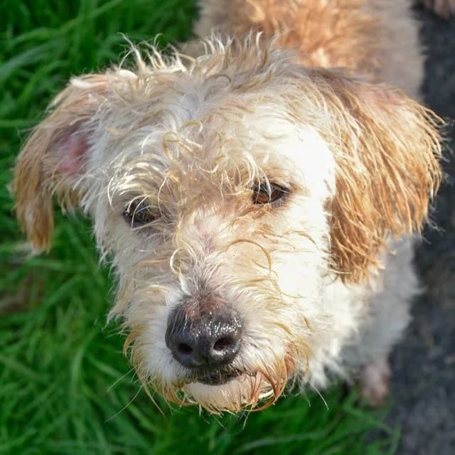Nepal, mixed breed for adoption at SPA de Loire Atlantique, Nantes
