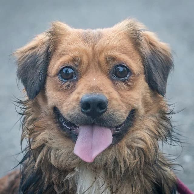 Sleepy Hollow,  Mixed Breed for adoption at SPA de Loire Atlantique, Nantes
