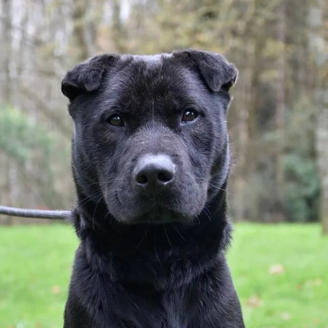 Gadget, Mixed Breed for adoption at SPA de Loire Atlantique, Nantes