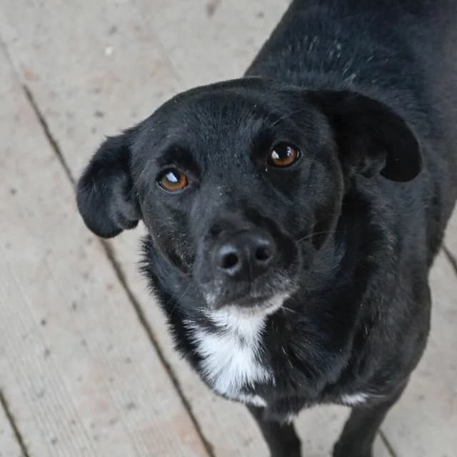 Papotte,  mixed breed for adoption at SPA de Loire Atlantique, Nantes