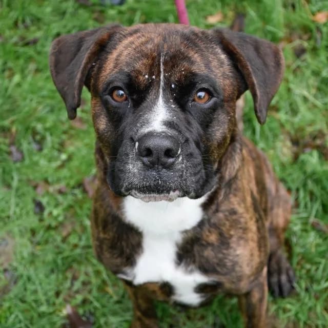 Titan, mixed breed for adoption at SPA de Loire Atlantique, Nantes