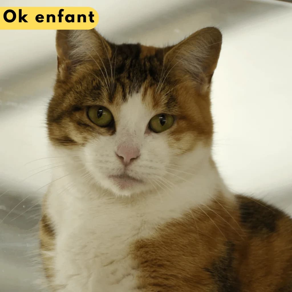 Gigi, Mixed Breed for adoption at SPA de Loire Atlantique, Nantes