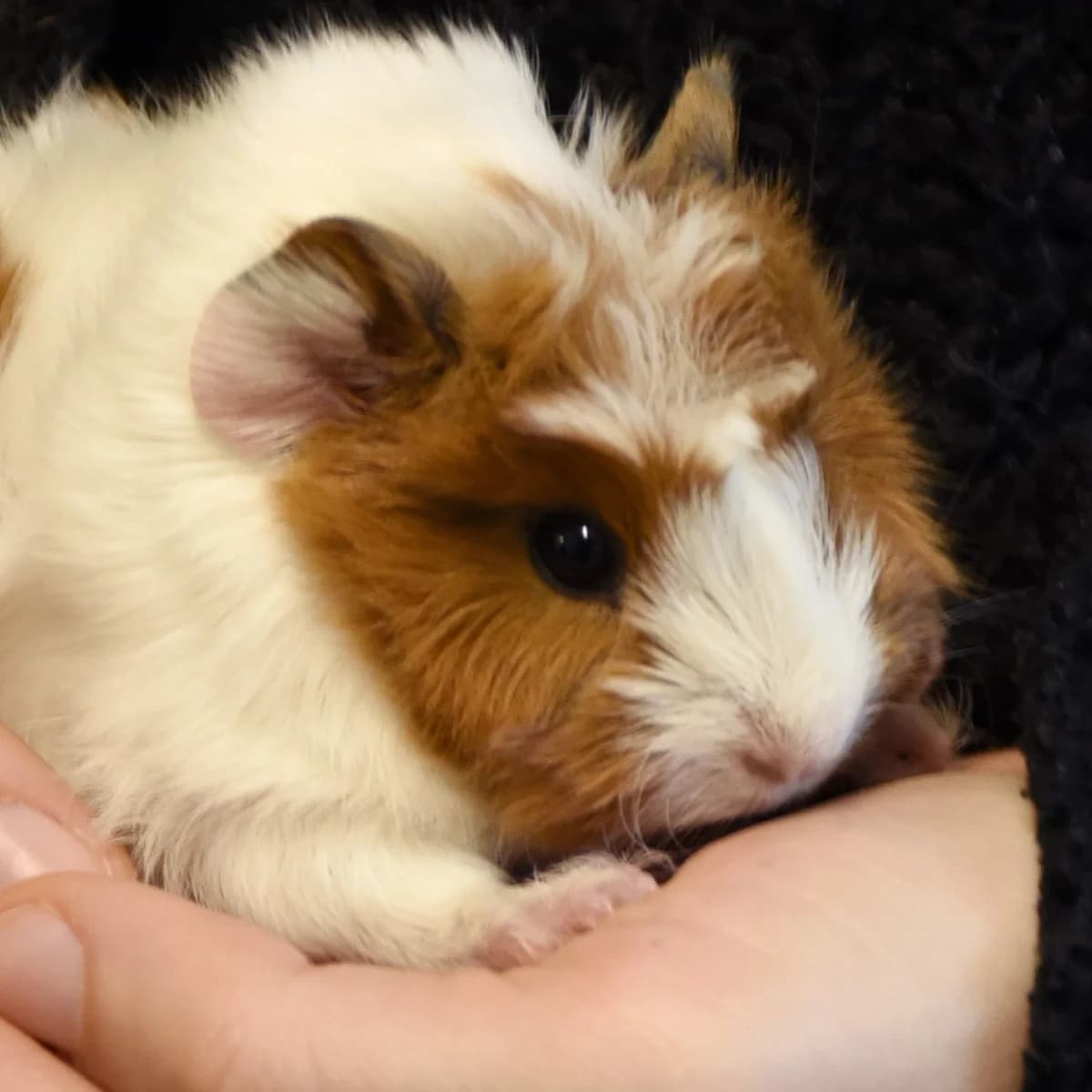 Abricot, Mixed Breed for adoption at SPA de Loire Atlantique, Nantes