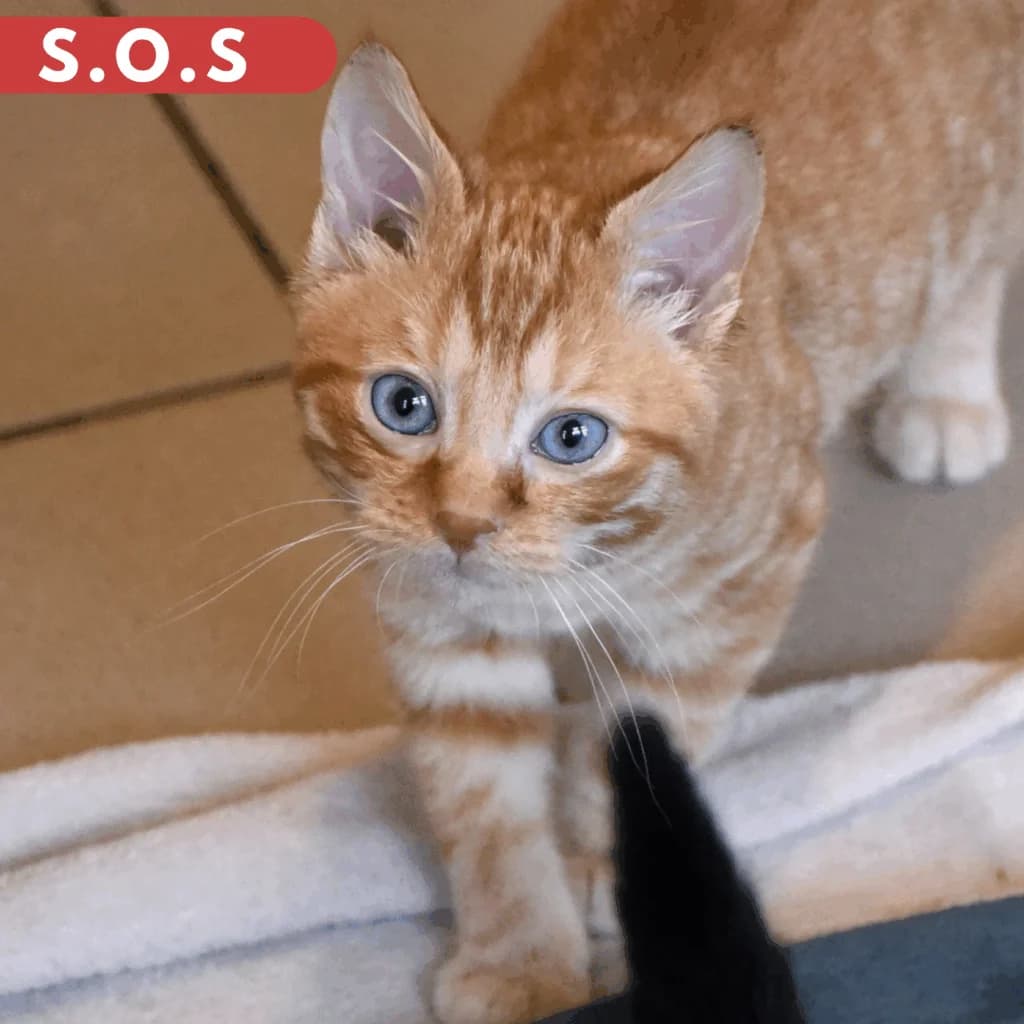 Philibert, male puppy Mixed Breed for adoption at SPA de Loire Atlantique, Nantes