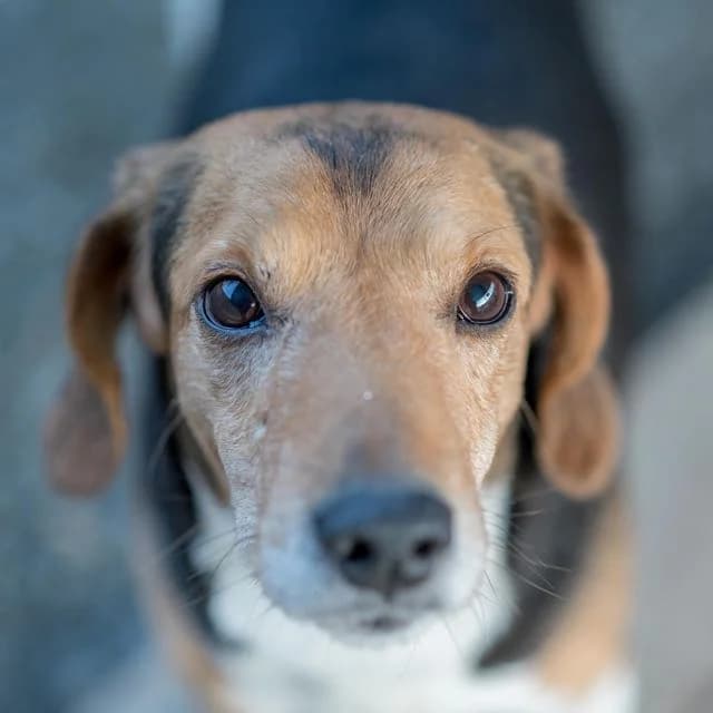 Mirage, male Beagle for adoption at SPA de Loire Atlantique