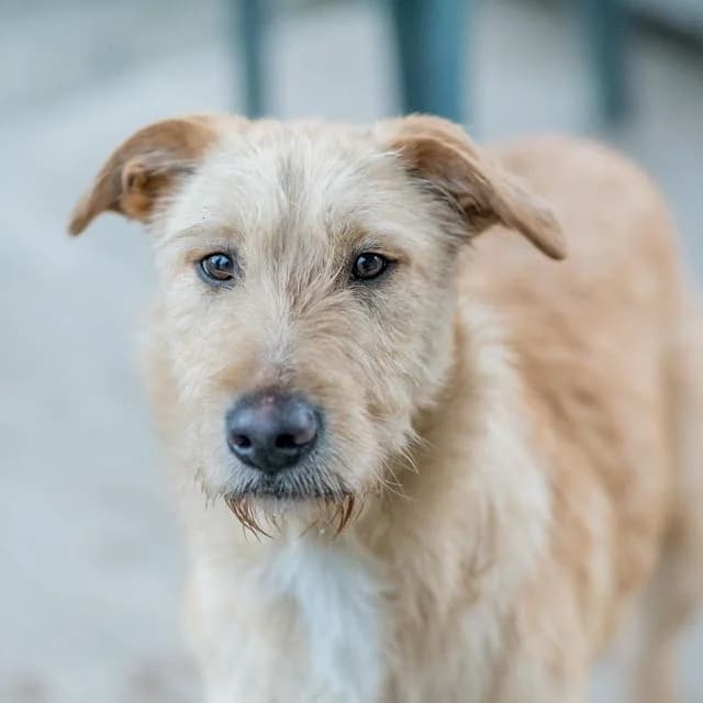 Pims, mixed breed for adoption at SPA de Loire Atlantique, Nantes