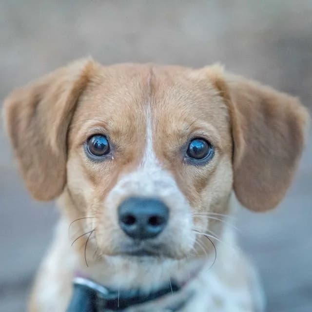 Bibble, female young Dachshund for adoption at SPA de Loire Atlantique, Nantes