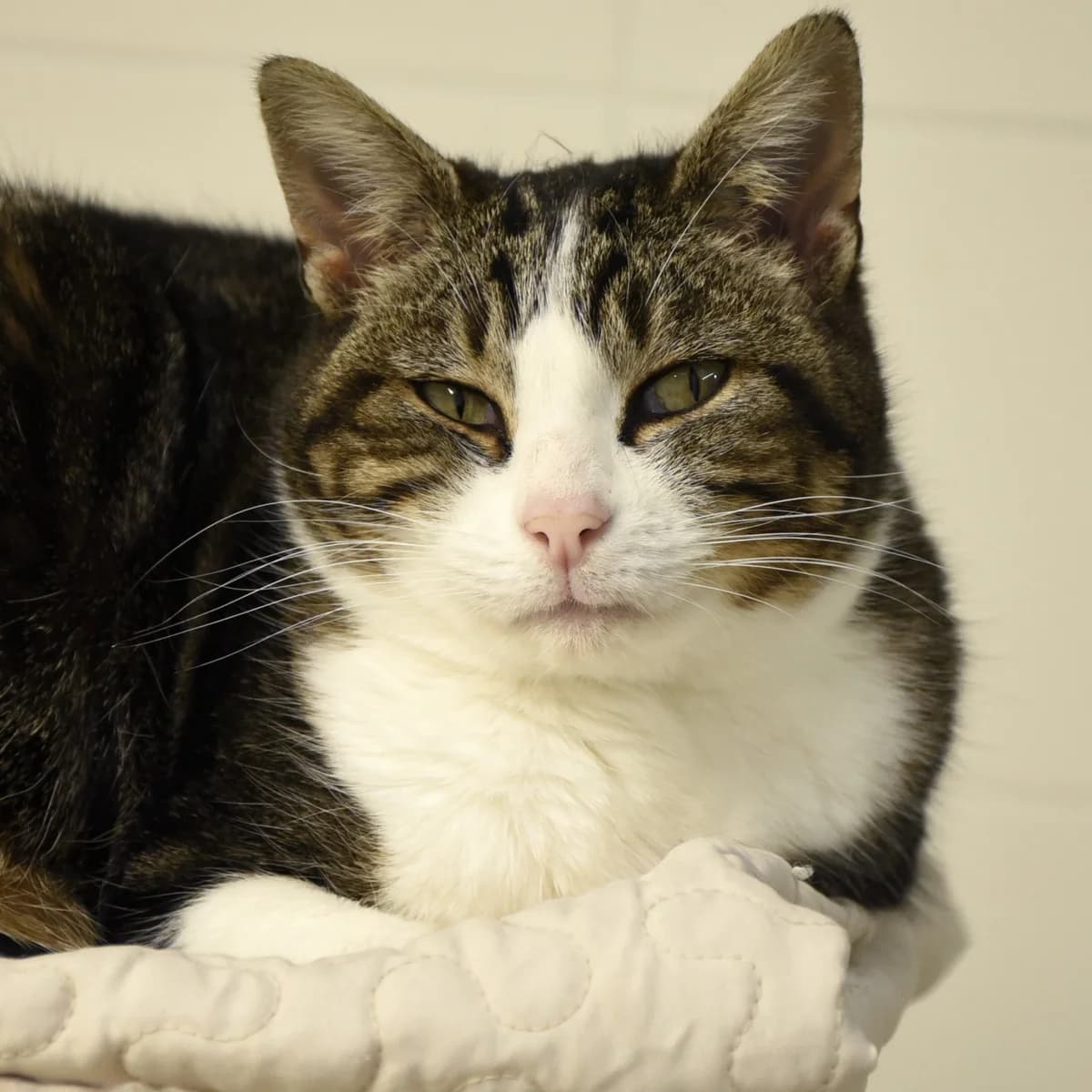 Bambi, Mixed Breed for adoption at SPA de Loire Atlantique, Nantes