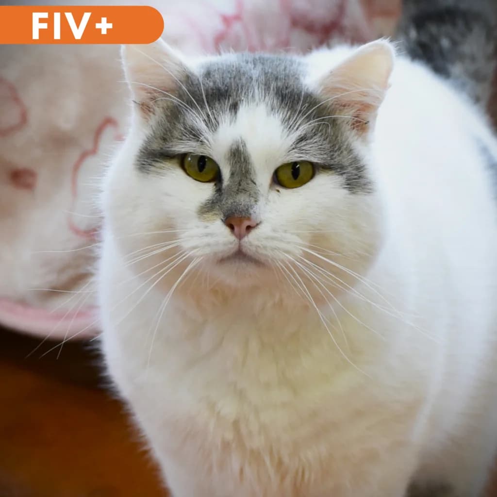 Freddy,  Mixed Breed for adoption at SPA de Loire Atlantique, Nantes