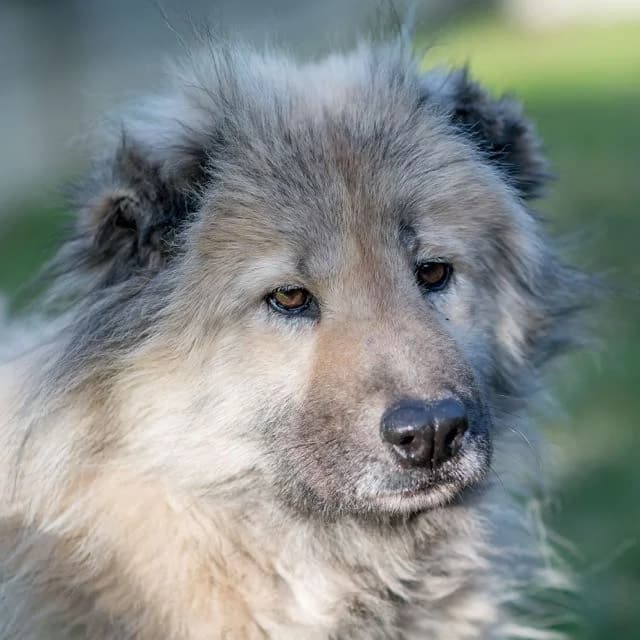 Pirope, female 7yo Mixed Breed for adoption at SPA de Loire Atlantique, Nantes