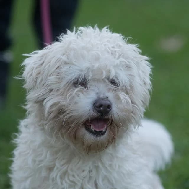 Poker, Mixed Breed (SPA de Loire Atlantique)