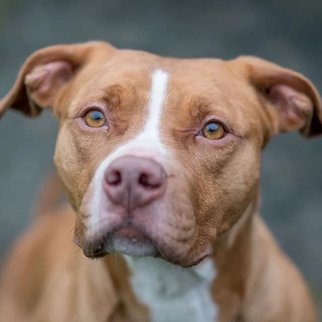 Keira,  mixed breed for adoption at SPA de Loire Atlantique, Nantes