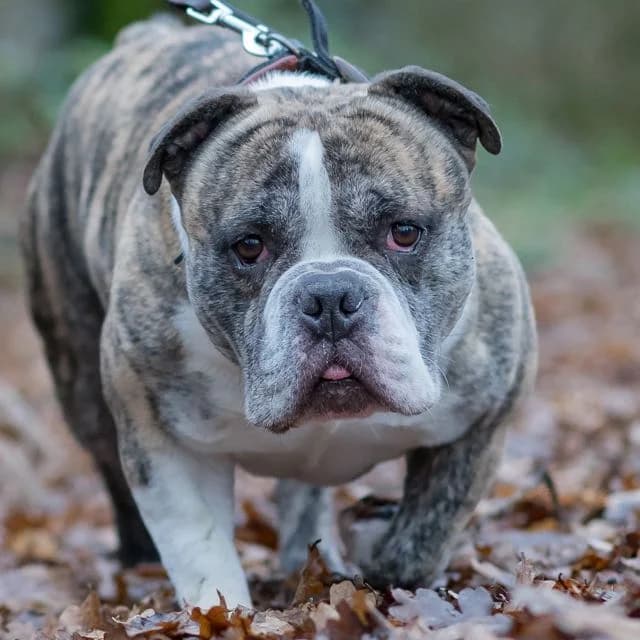 Sako,  Mixed Breed for adoption at SPA de Loire Atlantique, Nantes