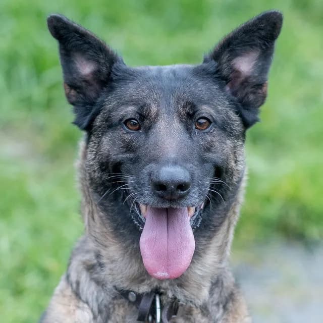 Ruby,  Belgian Malinois for adoption at SPA de Loire Atlantique, Nantes