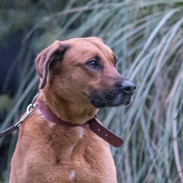 Taylor,  Belgian Malinois for adoption at SPA de Loire Atlantique, Nantes